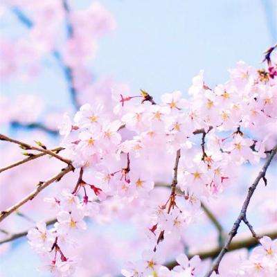 2023管家婆资料正版大全澳门手机app下载